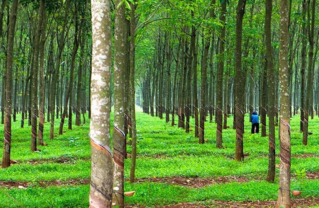 mua đất trồng cây ở Đà Lạt để trồng cây lâu năm